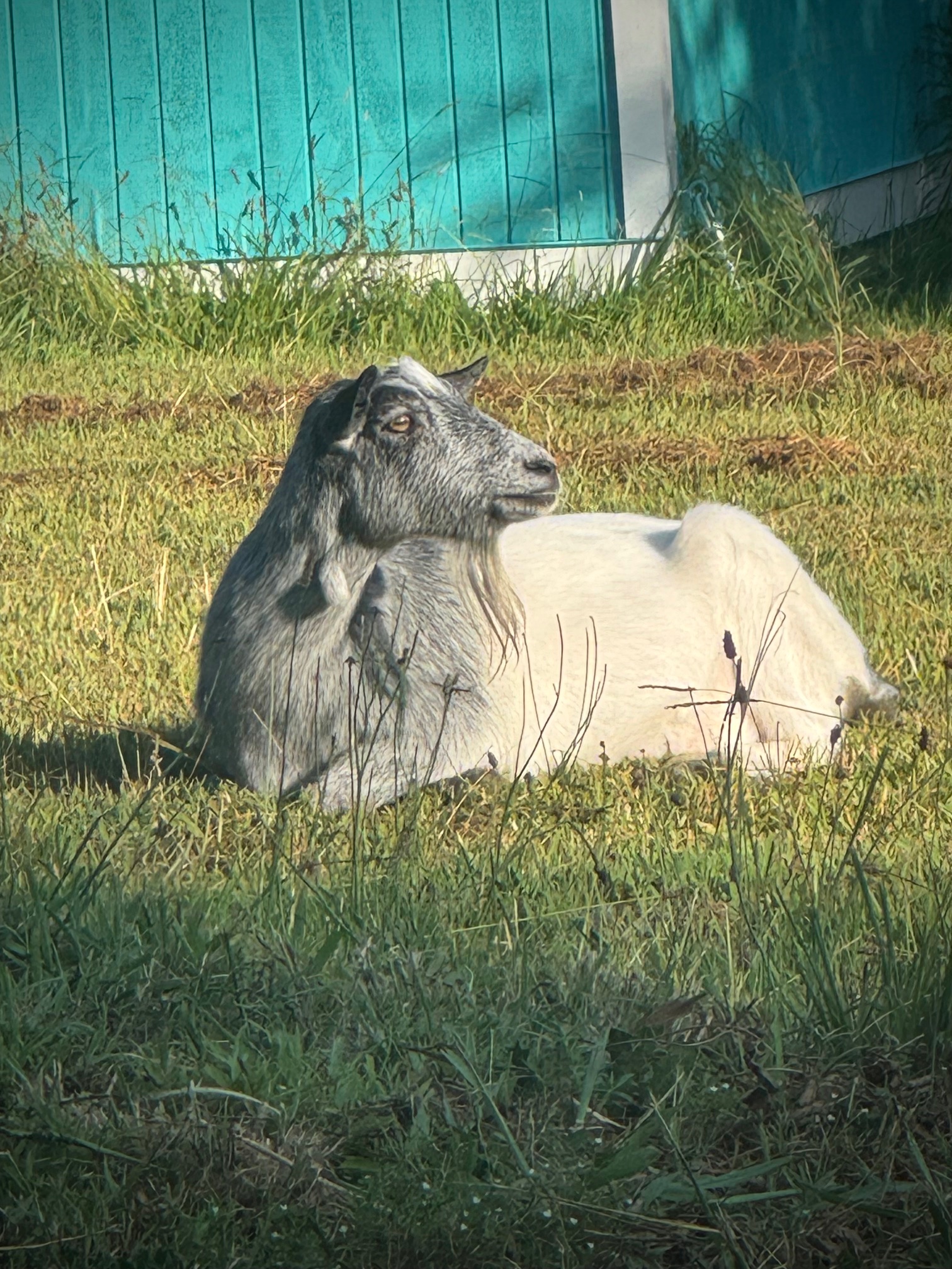 <i>Meet the Residents</i>